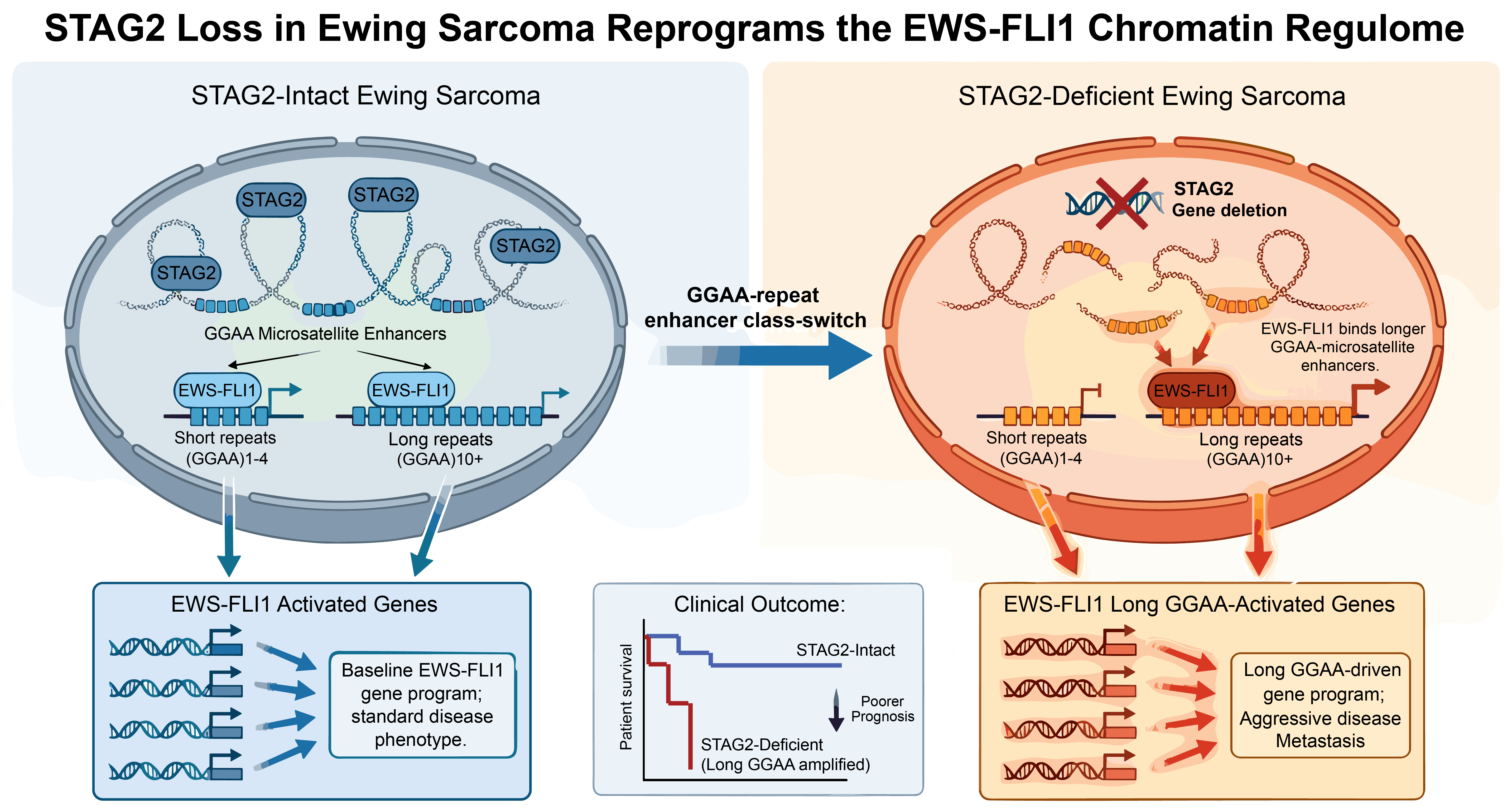 STAG2 Null EsW Model